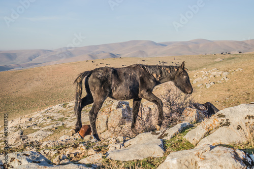 Horses graze on the side of the mountain