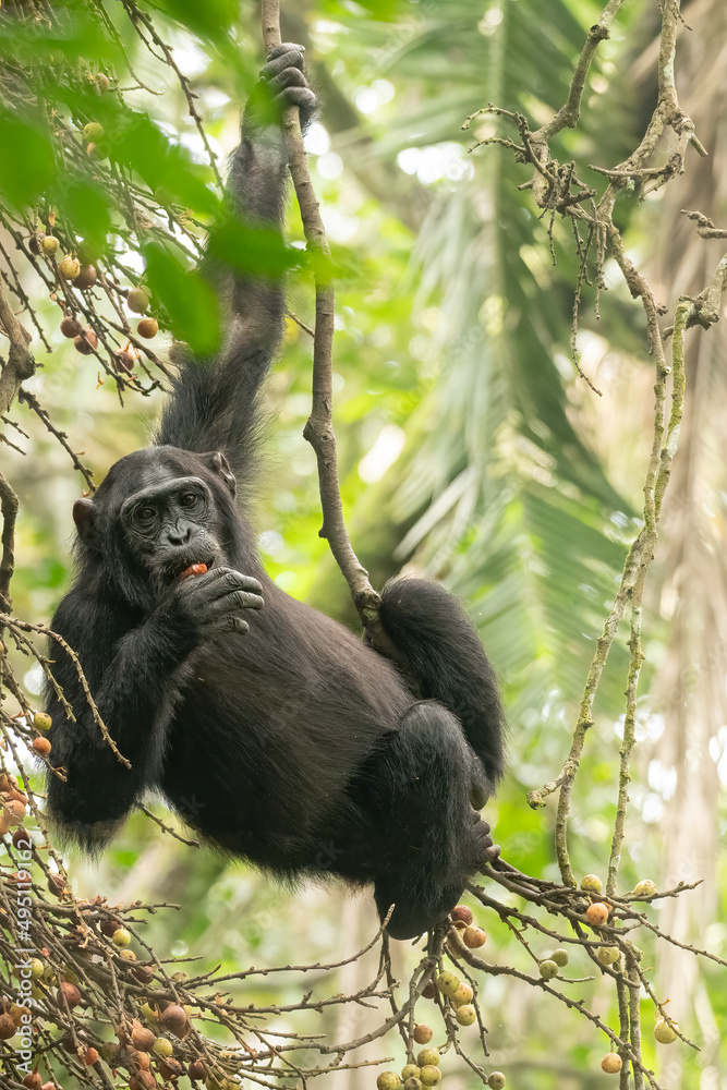 Fototapeta premium Chimpanzee (Pan troglodytes) hanging on liana in Kibale Forest National Park, Uganda, Africa