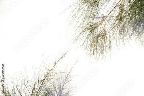 Fototapeta Naklejka Na Ścianę i Meble -  Pino en fondo blanco, Hojas, rama, verde, naturaleza, para presentaciones, texto, banner, flyer, casamiento, naturaleza