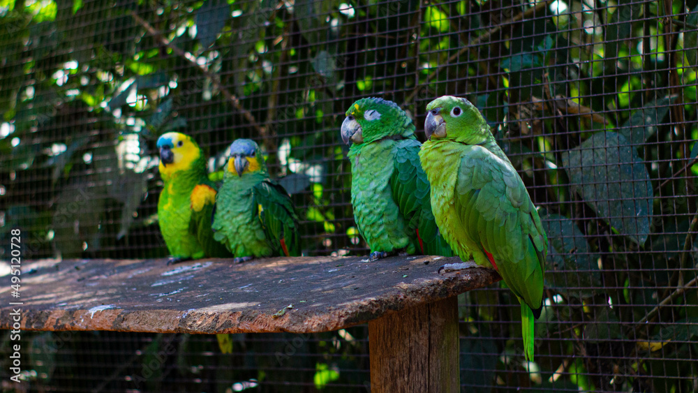 Obraz premium blue and yellow parrot