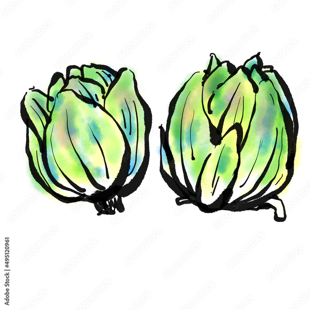 Naklejka premium 「ふきのとう」の手書きイラスト（筆書き墨絵風）