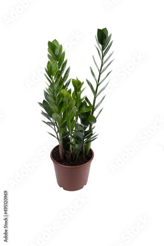 Garden concept. Vertical photo of a Zamiokulkas houseplant growing in a white pot.