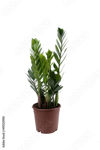 Garden concept. Vertical photo of a Zamiokulkas houseplant growing in a white pot.