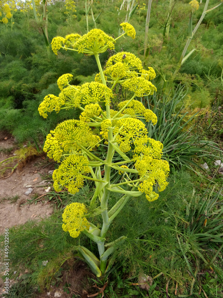 Foto de Giant fennel plant (known also as Ferula Communis) in the coastal town Gumusluk, Bodrum