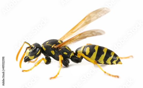 European paper wasp, (Polistes dominula) isolated on white 