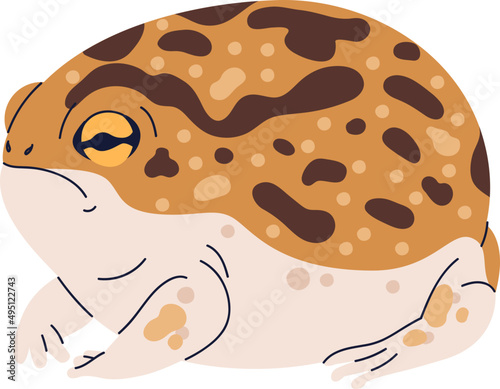 Funny Exotic Frog Amphibian Colored Realistic Illustration