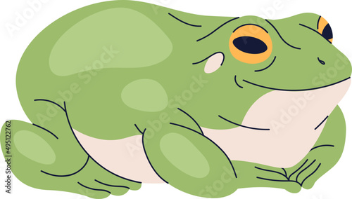 Cute Wild Frog Colored Realistic Illustration