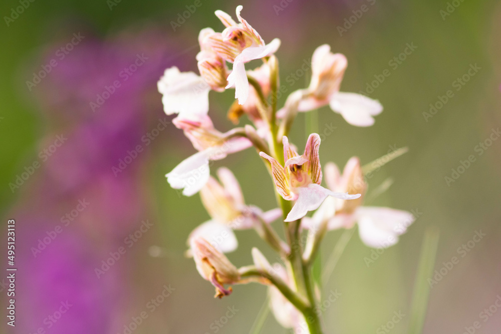 Orchids papilionacea  close up . plant and flower in it's natural environment, wild orchid.