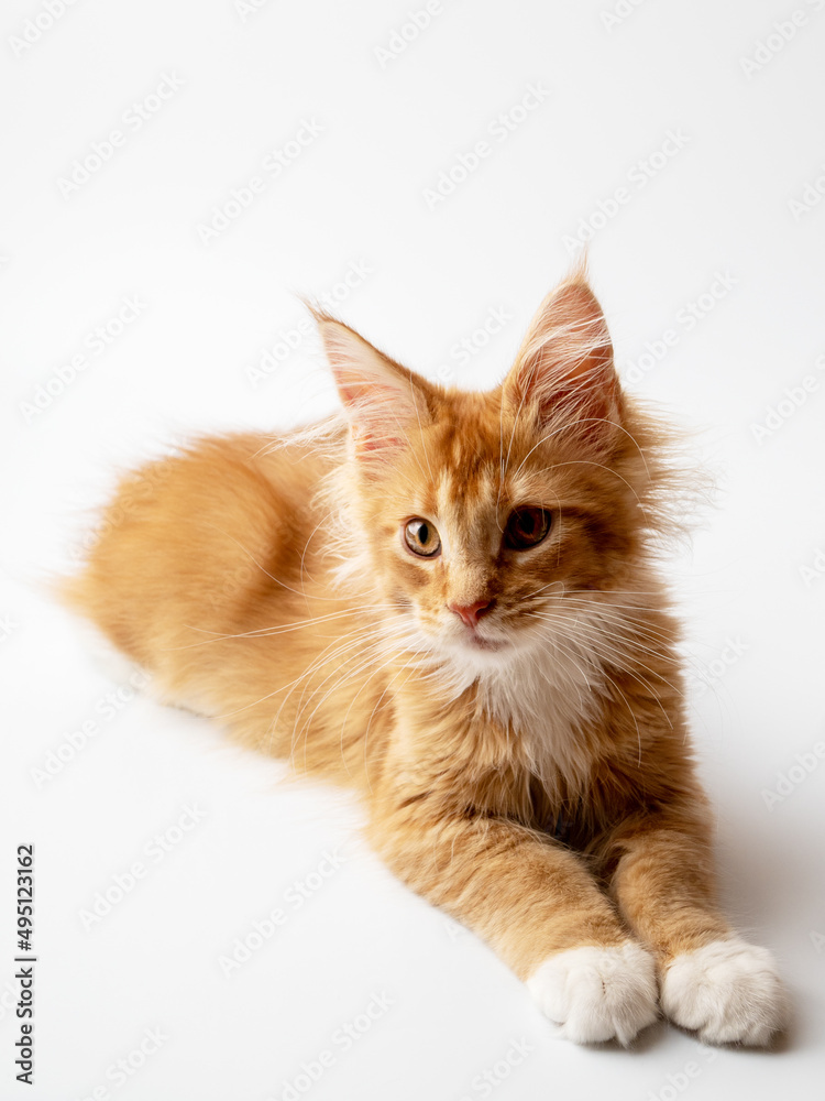 Ginger Maine Coon kitten lying on a white background