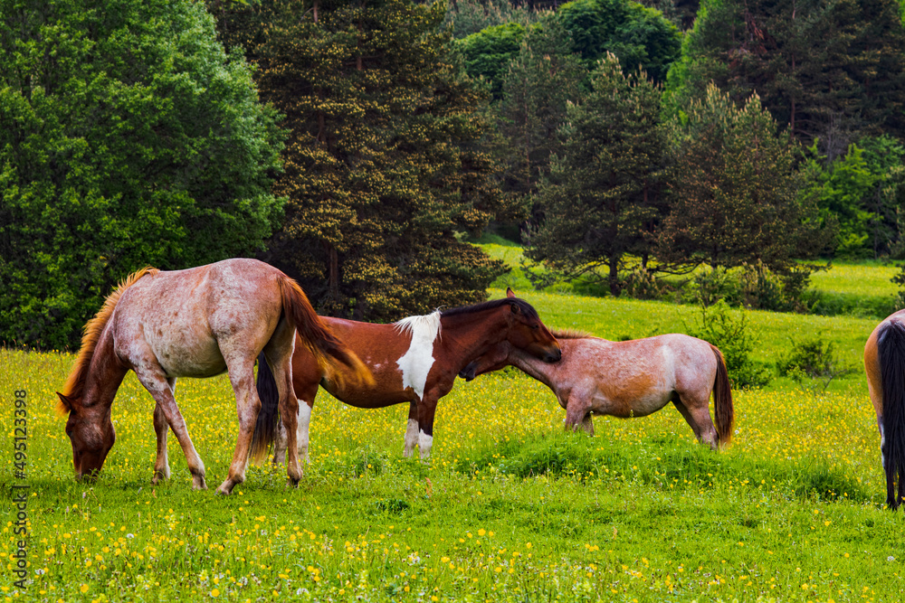 Obraz premium horses in the meadow