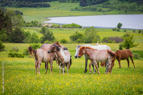horses in the meadow © Bilyana