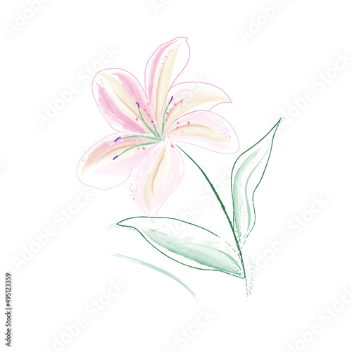 lily flower isolated on white background