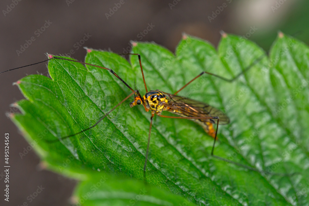 Black and yellow Crane fly insect sits on a green leaf macro photography. Nephrotoma insect sitting on a plant in summer sunny day close-up photo Black and yellow Crane fly insect sits on a green leaf macro photography. Nephrotoma insect sitting on a plant in summer sunny day close-up photo