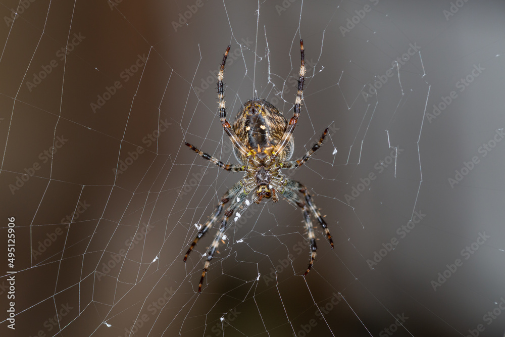 Cross spider on a web on a grey background macro photography. European garden spider waiting for prey close-up photo. Cross spider on a web on a grey background macro photography. European garden spider waiting for prey close-up photo.