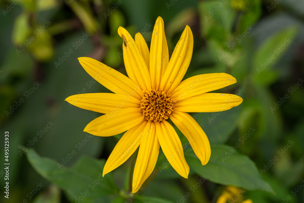 Blooming jerusalem artichoke flower macro photography in autumn day. Earth apple flower with yellow petals close-up photography in fall day. Blooming jerusalem artichoke flower macro photography in autumn day. Earth apple flower with yellow petals close-up photography in fall day.
