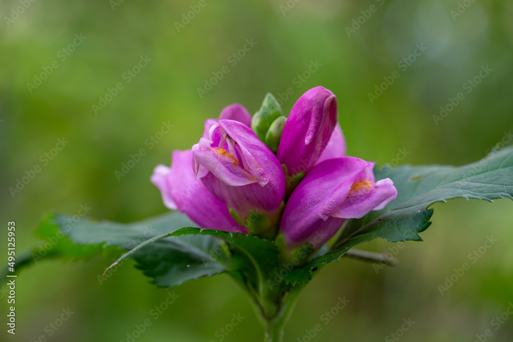 Blooming purple turtlehead flower macro photography in a summer day. Chelone flower with violet petals in summertime close-up photography. Blooming purple turtlehead flower macro photography in a summer day. Chelone flower with violet petals in summertime close-up photography.