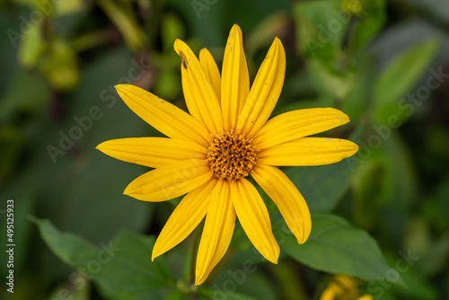 Blooming jerusalem artichoke flower macro photography in autumn day. Earth apple flower with yellow petals close-up photography in fall day.