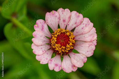 Blossom pink zinnia flower on a green background on a summer day macro photography. Blooming zinnia with purple petals close-up photo in summertime. 