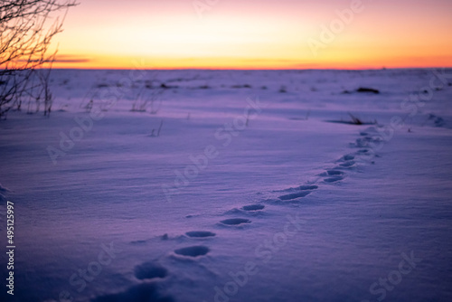 Animal footprints in the snow  sunset landscape background