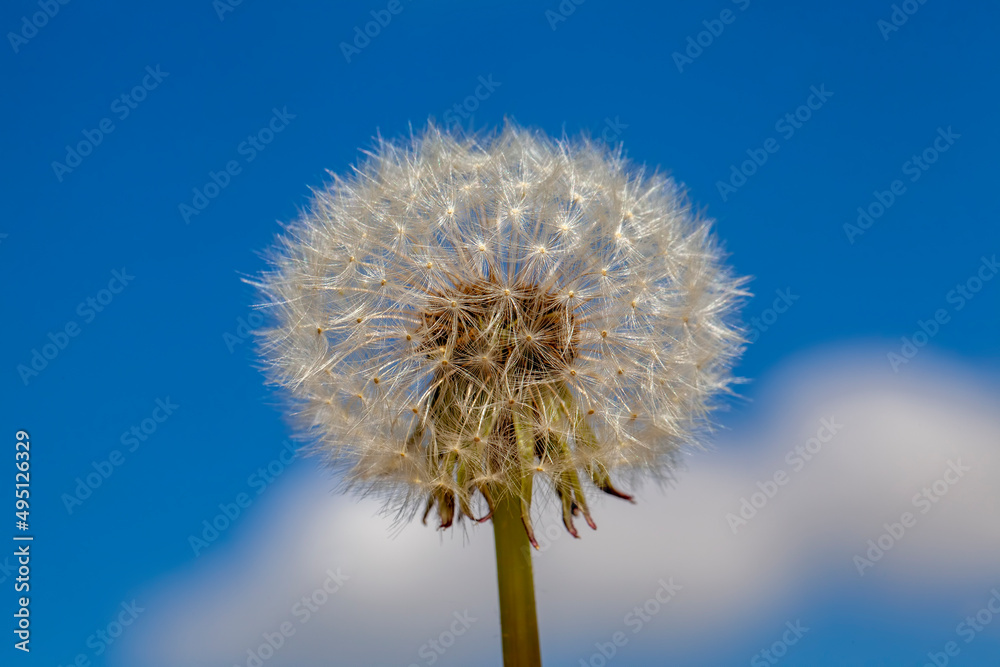 white beautiful dandelion flowers with seeds white beautiful dandelion flowers with seeds