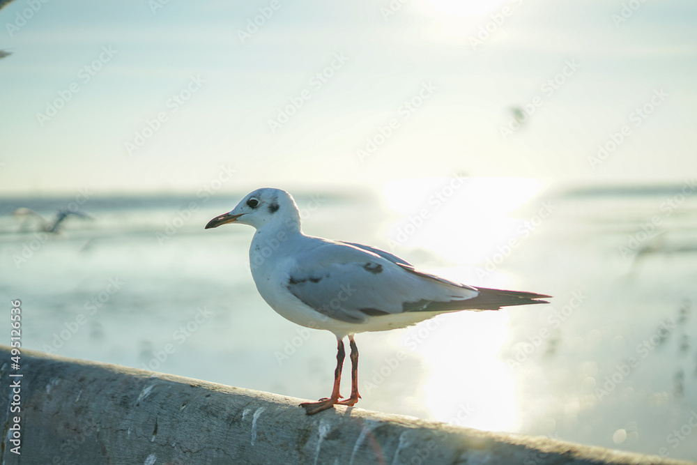 Fototapeta premium bird close-up