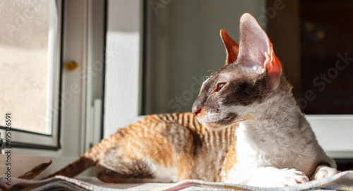 Fotografía Beautiful tricolor cat. Cornish Rex. Expressive eyes.