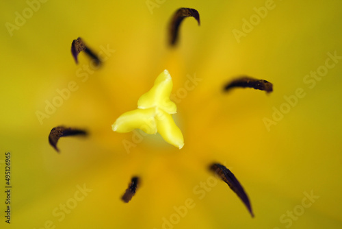 Yellow pistil and dark brown stamins of a yellow tulip photo