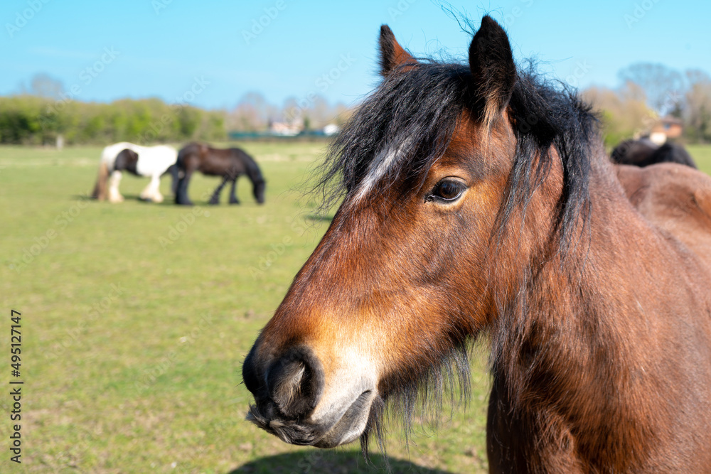 Wild pony so detail of his head as seen one open pasture with the rest of the heard. Notice the moustache below his nostrils.