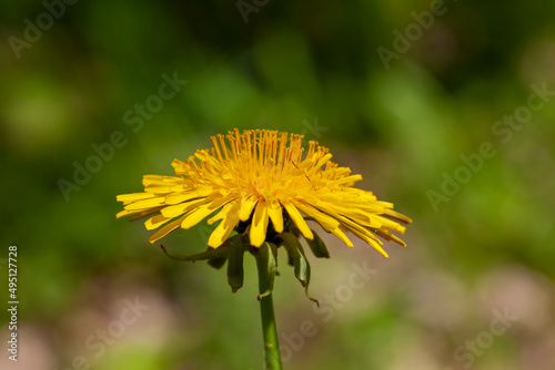 Wallpaper Mural yellow beautiful dandelion flowers with seeds Torontodigital.ca