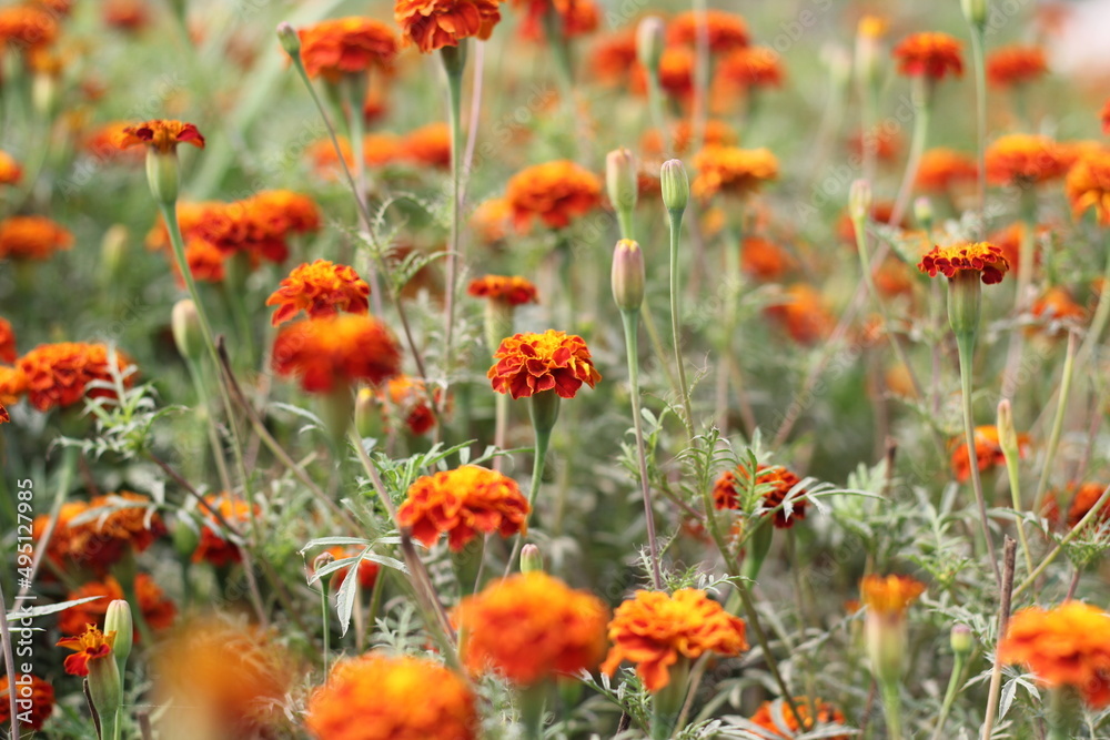 Red marigold flowers blooming on the flower field