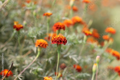 Red marigold flowers blooming on the flower field