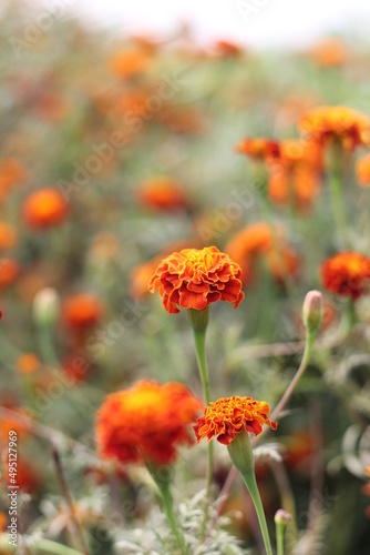 Closeup shot of blooming marigold flower