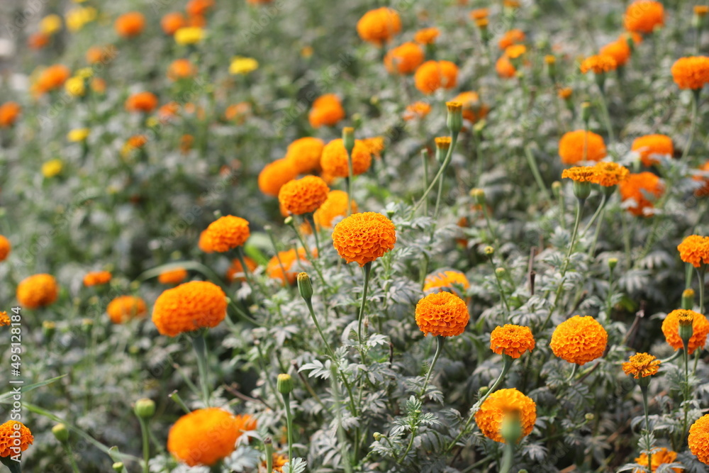Marigold flowers blooming on garden