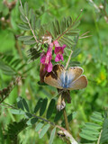 blue and brown butterfly on pink flower