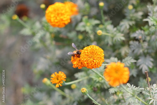 Marigold flowers blooming on garden