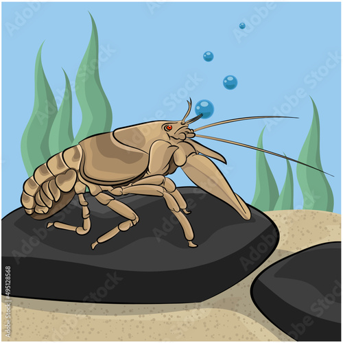 River crab - crayfish. Isolated on marine background. 
