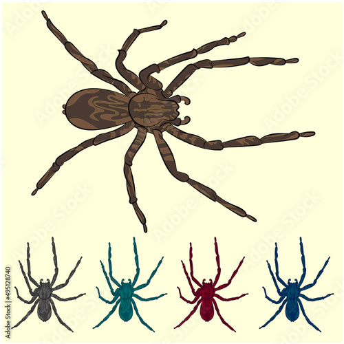collection of spiders - Beautiful collection of tarantula - Set of spiders illustrations - tarantula - set of spiders of different colors - isolated on light background