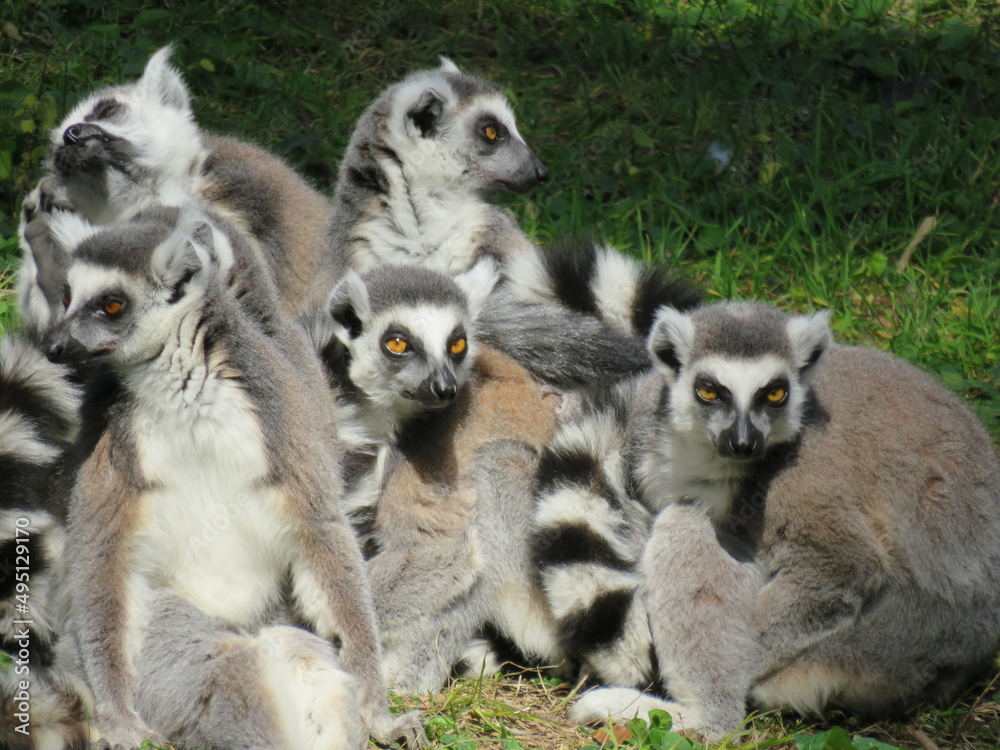 Fototapeta premium Gruppo di lemuri - Group of lemurs
