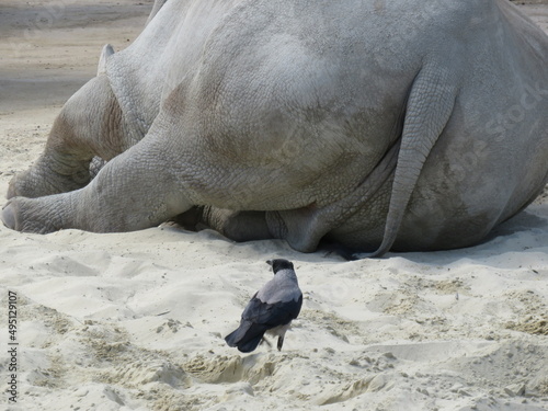 Primo piano di un rinoceronte - Close-up of a rhino