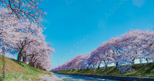 sakura