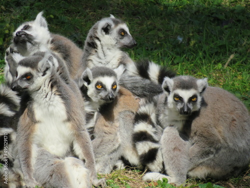 Gruppo di lemuri - Group of lemurs photo