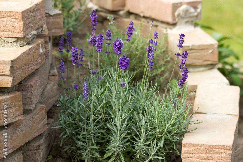 lavender in a herbs spiral