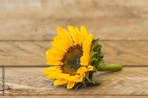 sunflowers on okd wooden background (Helianthus) photo
