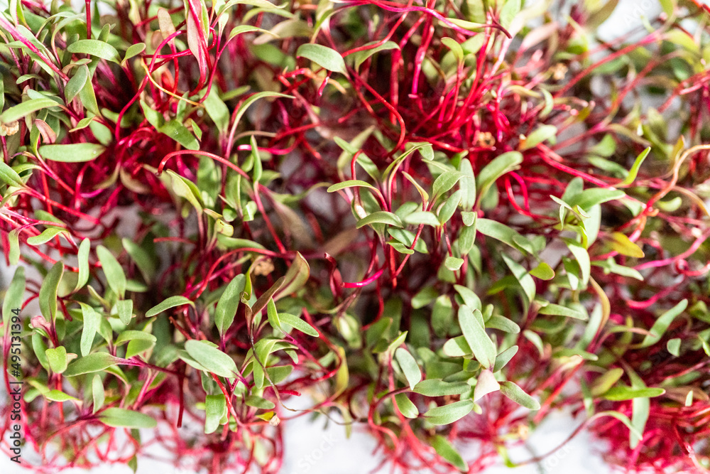 Radish microgreens Radish microgreens
