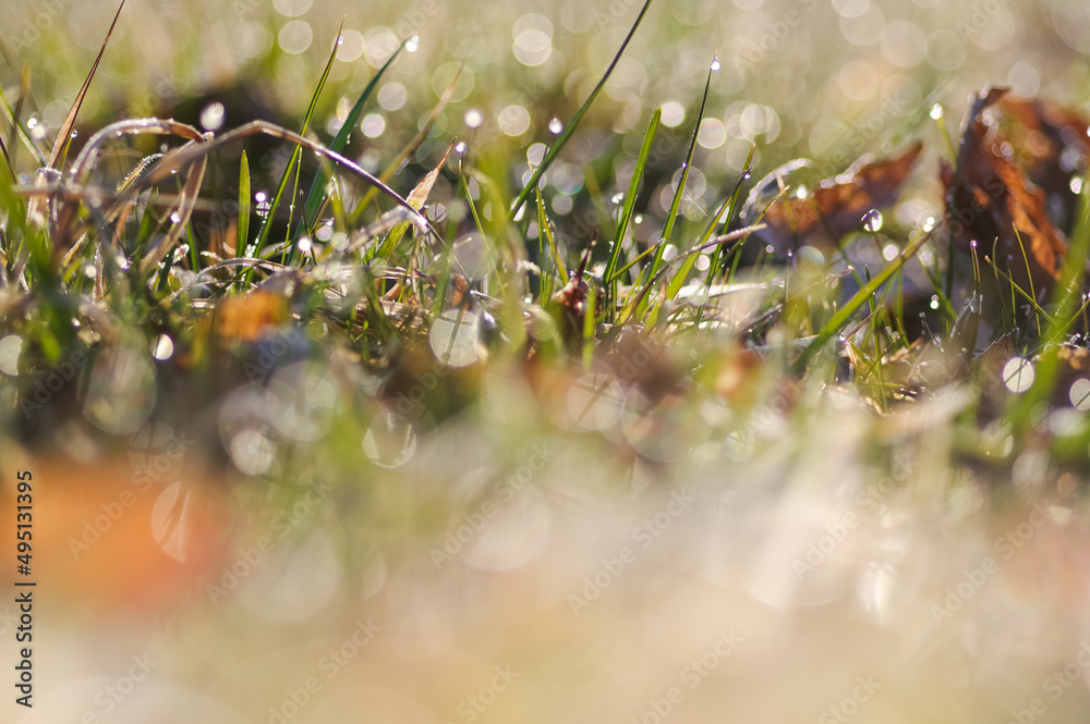 Fototapeta premium zielona trawa z rozmyciem i kroplami rosy