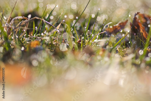zielona trawa z rozmyciem i kroplami rosy