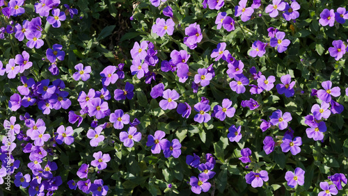 Aubrieta deltoidea or aubrieta x cultorum   Lilacbush or purple rock cress with lavender to pink inflorescence and green oblong and lobed leaves