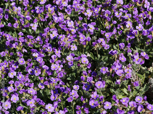  Aubrieta deltoidea   Dense cushion clump of Lilacbush or purple rock cress with green obovate to oblong leaves in rock garden