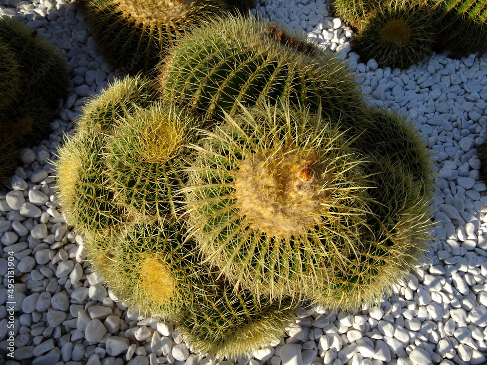Echinocactus grusonii known also as golden barrel cactus, golden ball, mother-in-law's cushion, in a garden in Bodrum, Turkey. Golden barrel cactus is a specie native to Mexico. Echinocactus grusonii known also as golden barrel cactus, golden ball, mother-in-law's cushion, in a garden in Bodrum, Turkey. Golden barrel cactus is a specie native to Mexico.