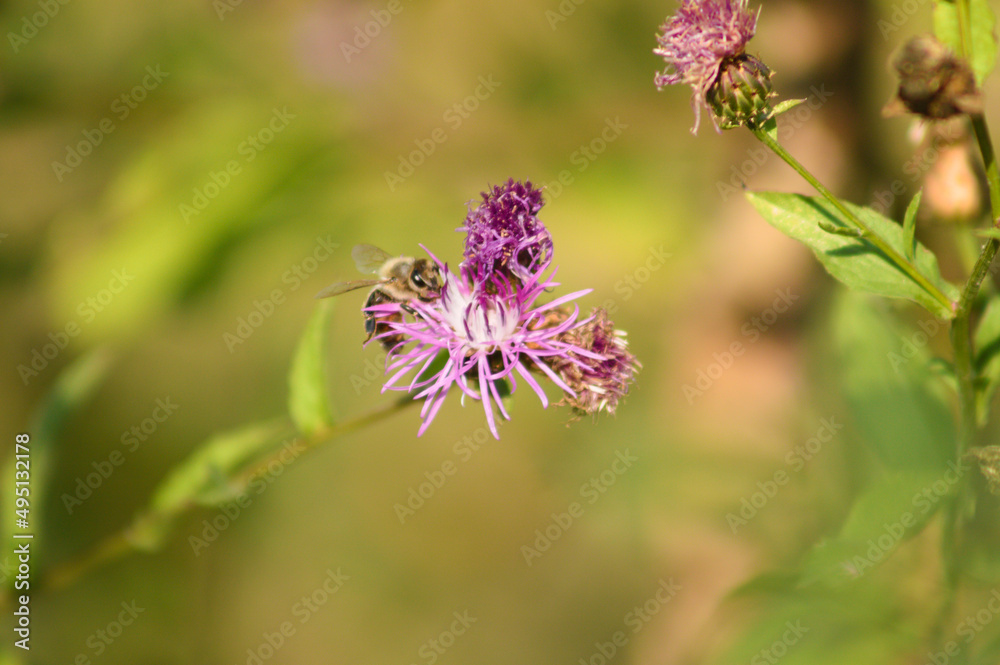 Closeup of spotted knapweed flower in bloom with selective focus on foreground Closeup of spotted knapweed flower in bloom with selective focus on foreground